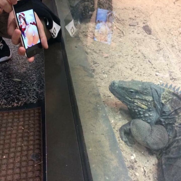 Meet your Posher, Hunter - Picture 1 of 1